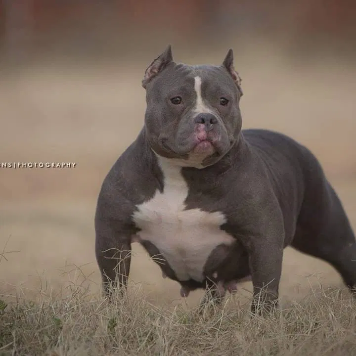 Lost dog in Minneapolis, MN, 55412