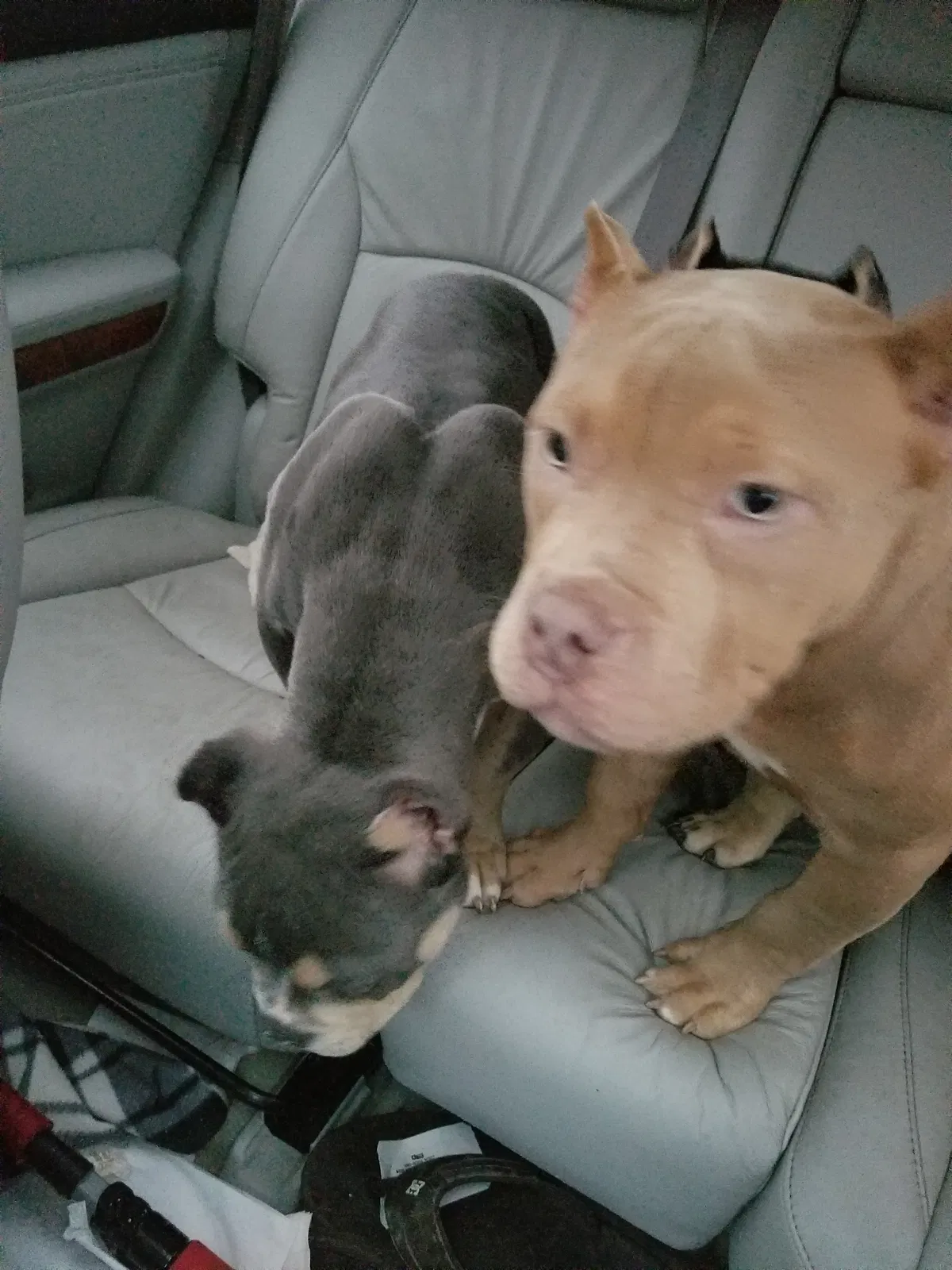 Lost dog in Minneapolis, MN, 55412