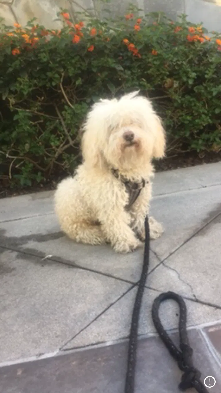 Lost dog in Beverly Hills, CA, 90210