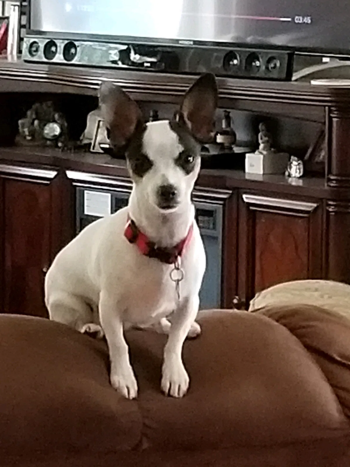 Lost dog in Montpelier, IN, 47359