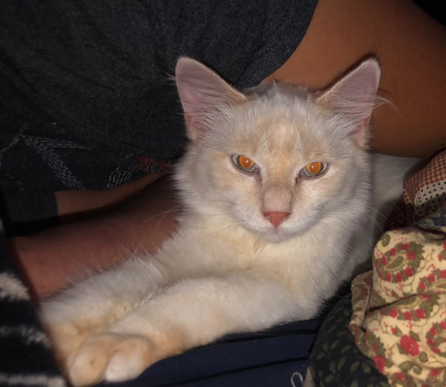 Lost cat in Fairborn, OH, 45324