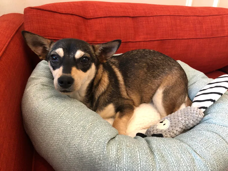 Lost dog in San Francisco, CA, 94118