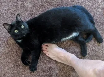 Lost cat in North Las Vegas, NV, 89031
