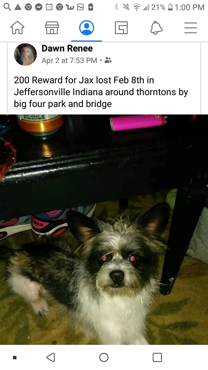 Lost dog in Jeffersonville, IN, 47130
