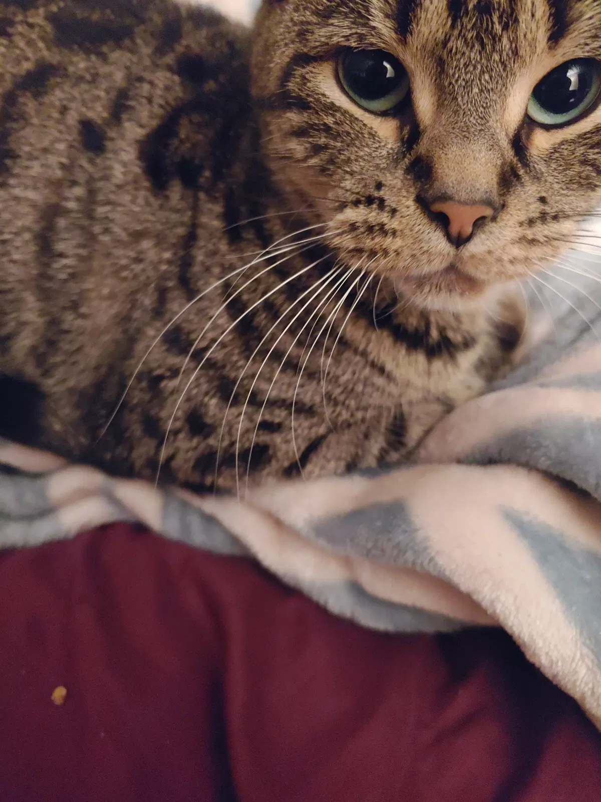 Lost cat in Canton, OH, 44705