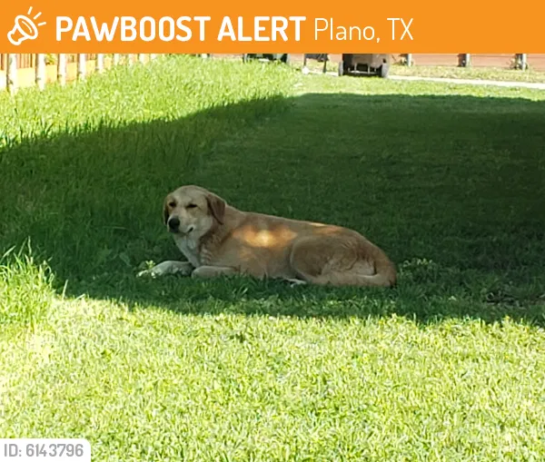 Found dog in Plano, TX, 75075