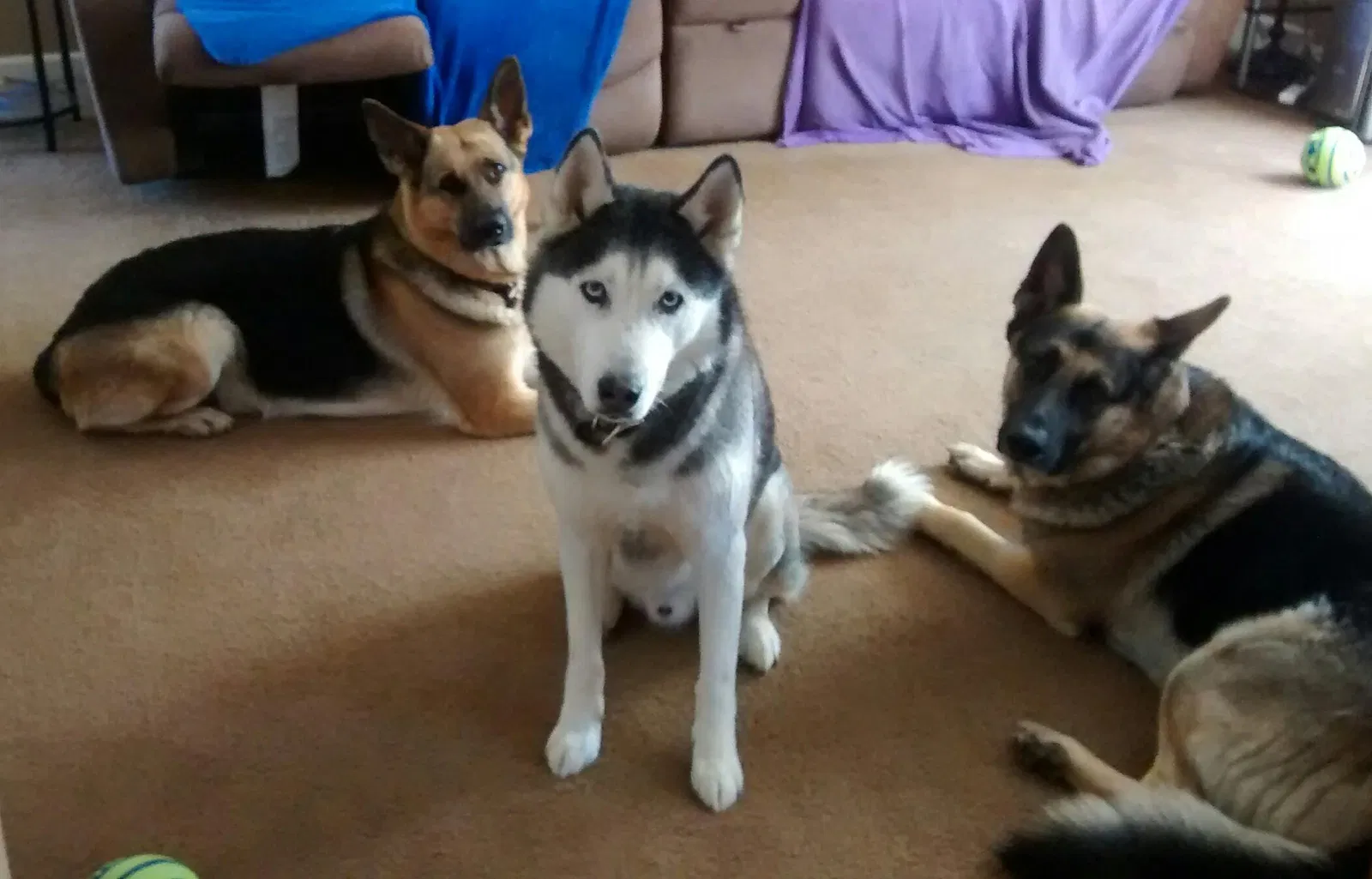 Lost dog in Delta, PA, 17314