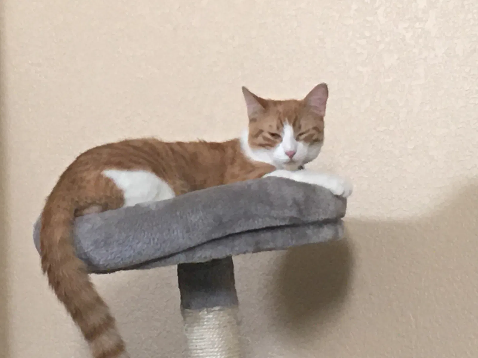 Lost cat in Red Oak, TX, 75154