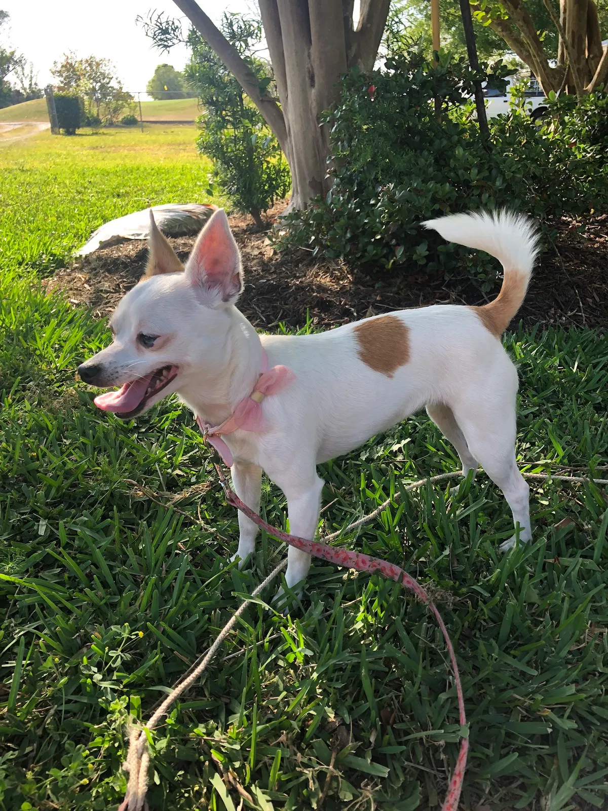 Lost dog in Tampa, FL, 33610