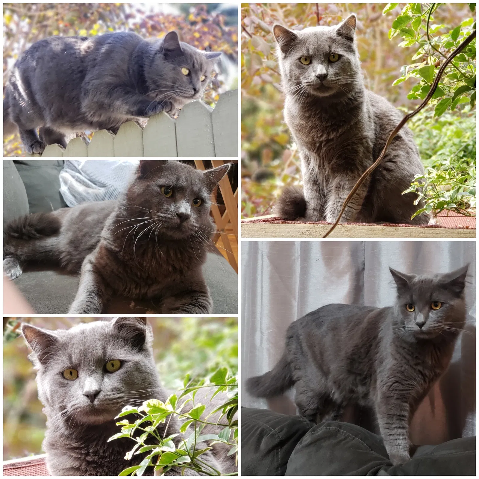 Lost cat in Anaheim, CA, 92805