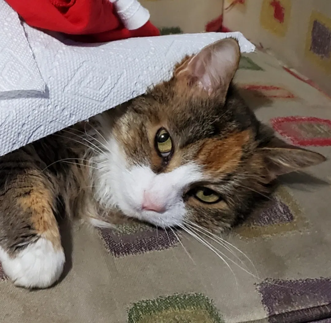 Lost cat in Jensen Beach, FL, 34957