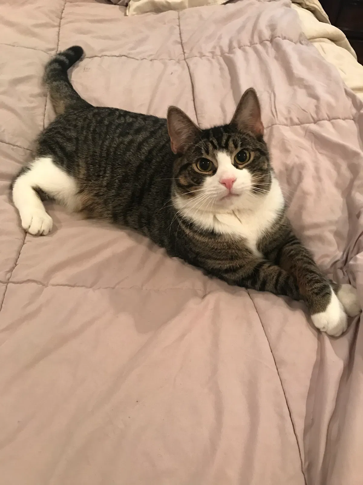 Lost cat in River Edge, NJ, 7661