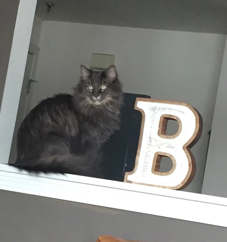 Lost cat in Orchard Park, NY, 14127