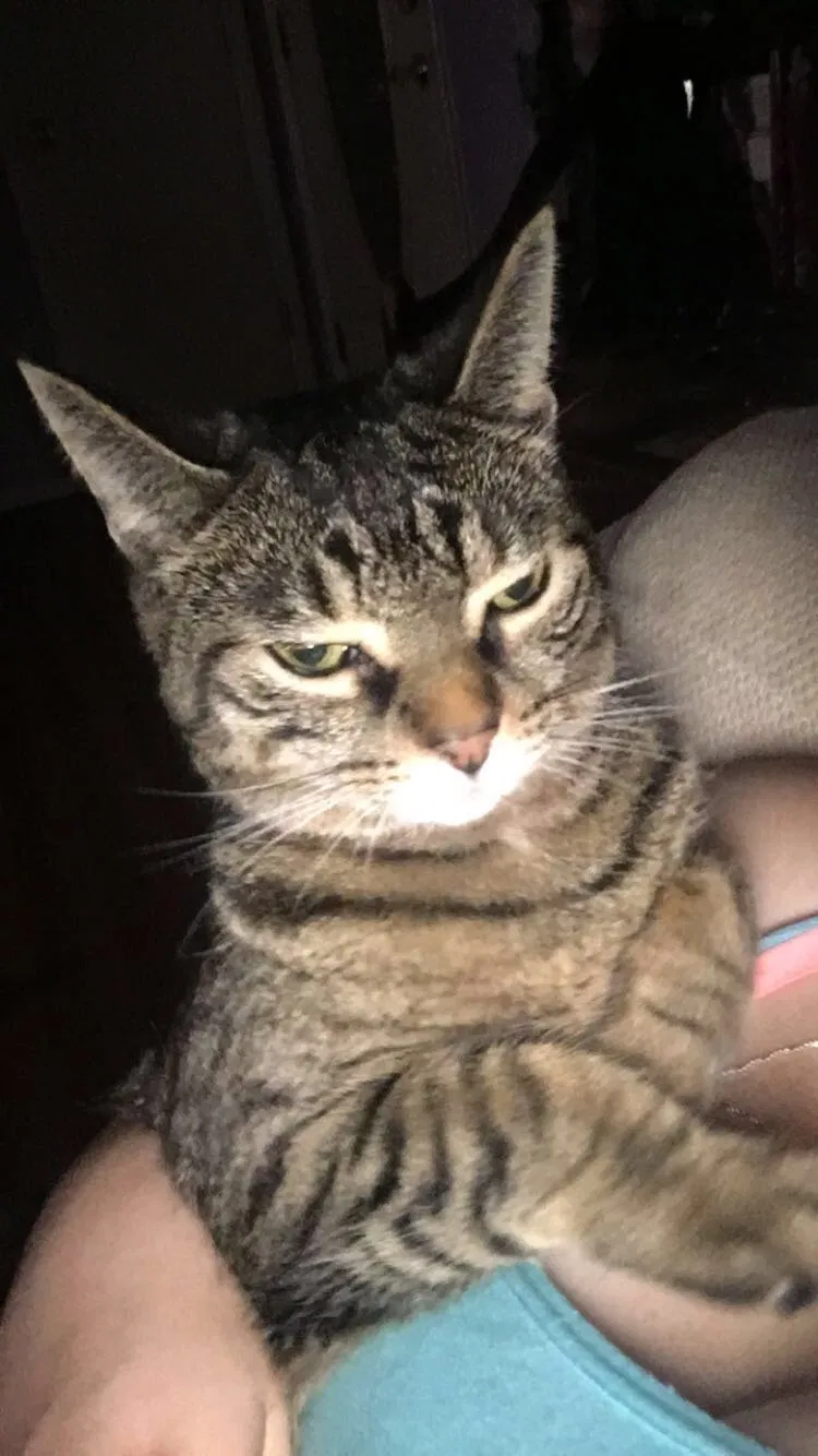 Lost cat in Fort Wayne, IN, 46815