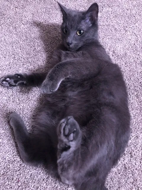 Lost cat in Fort Wayne, IN, 46825