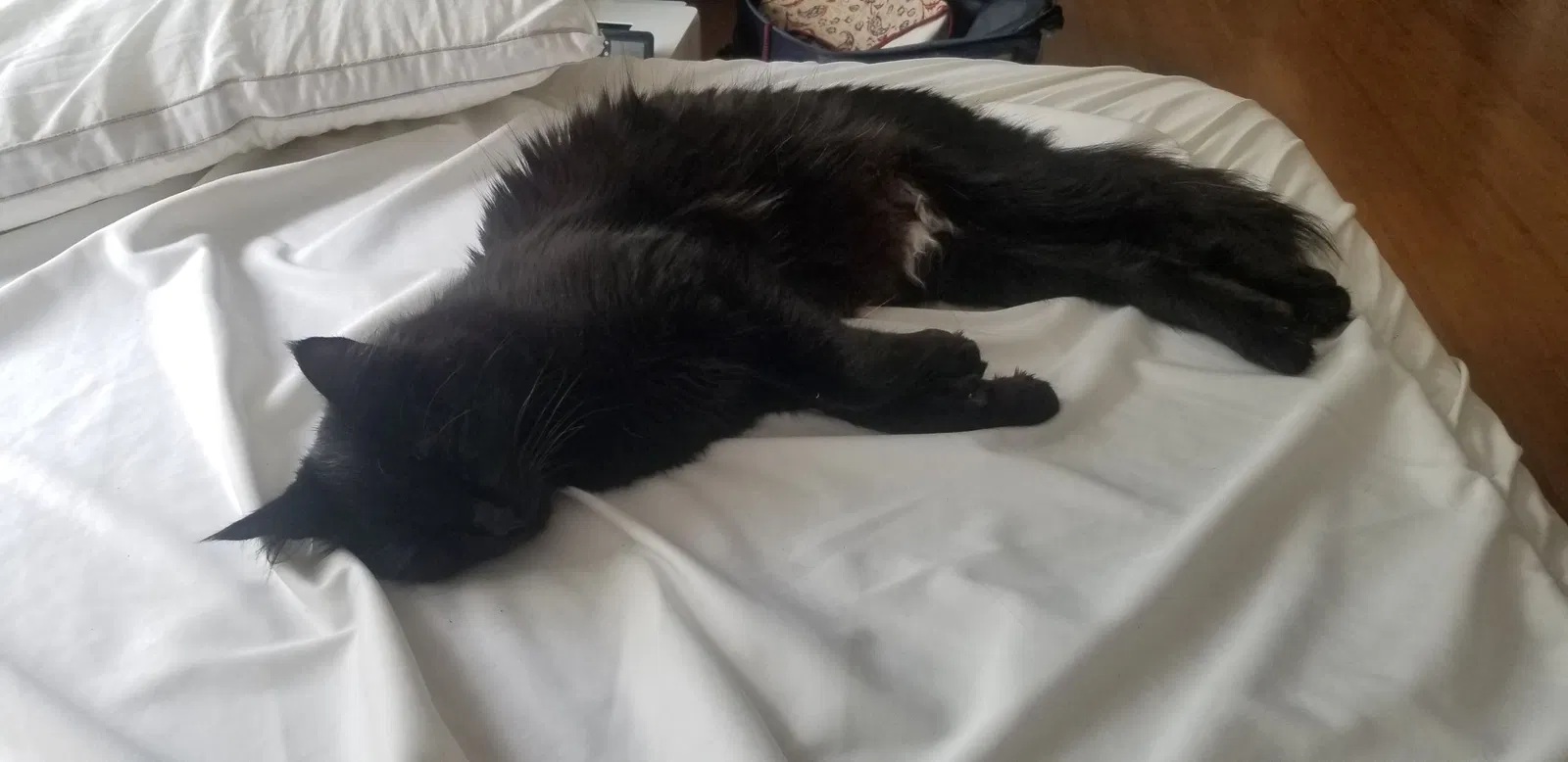 Lost cat in Santa Cruz, CA, 95062