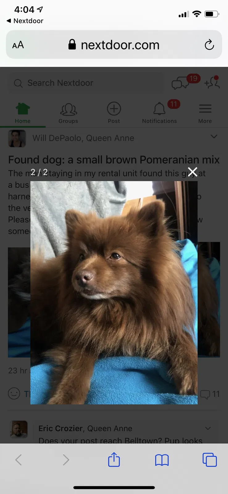 Found dog in Seattle, WA, 98119