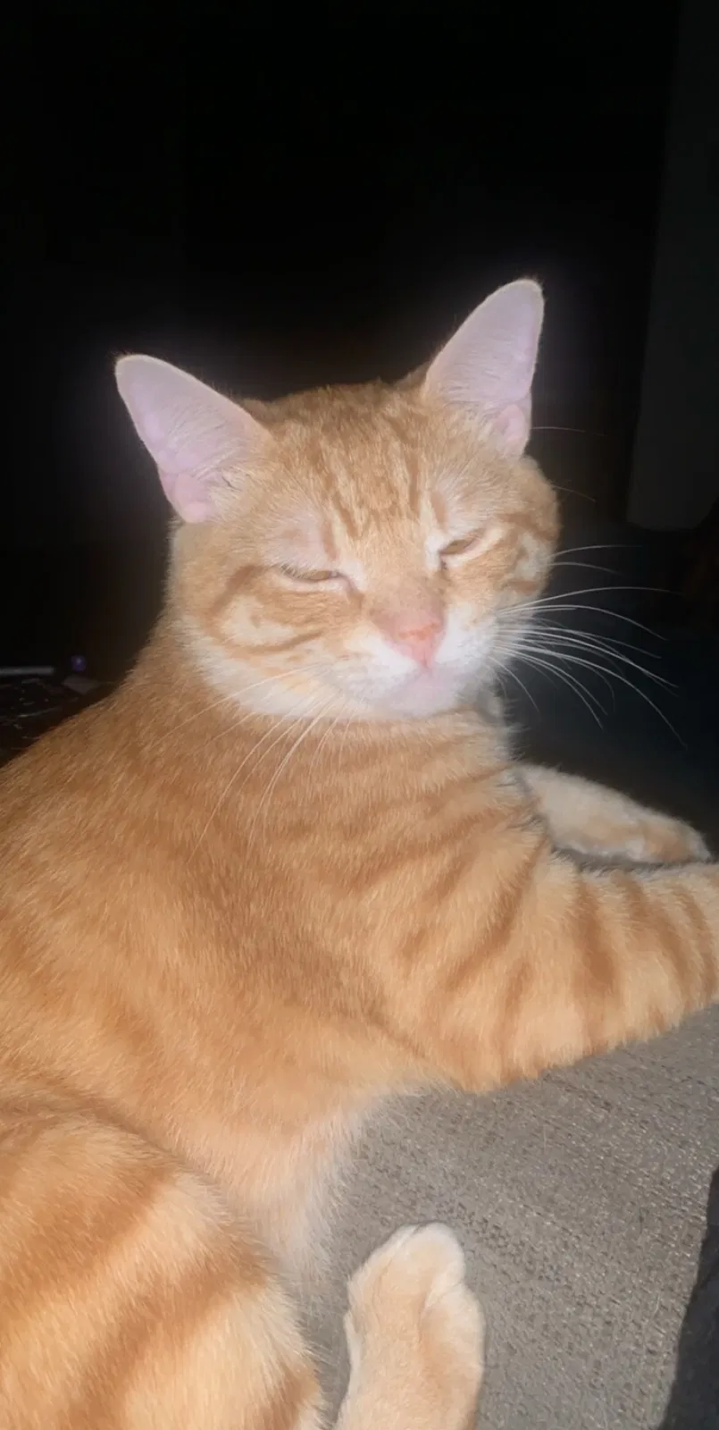 Lost cat in Corpus Christi, TX, 78414