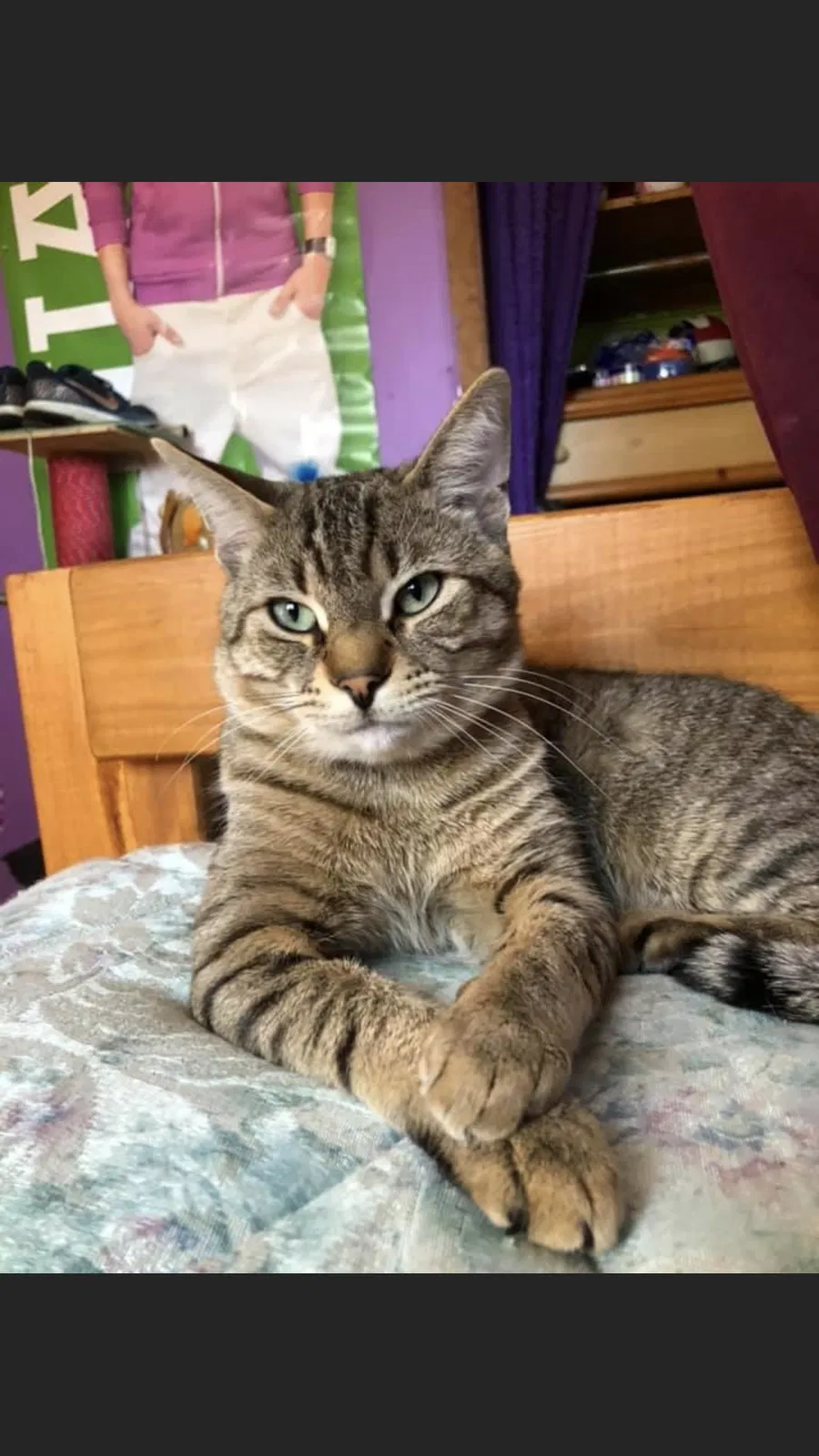 Lost cat in Clio, MI, 48420
