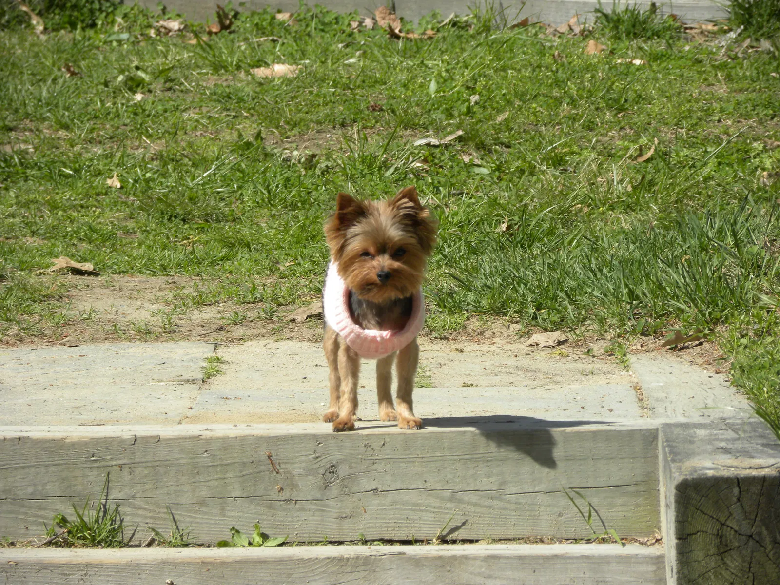Lost dog in Severn, MD, 21144