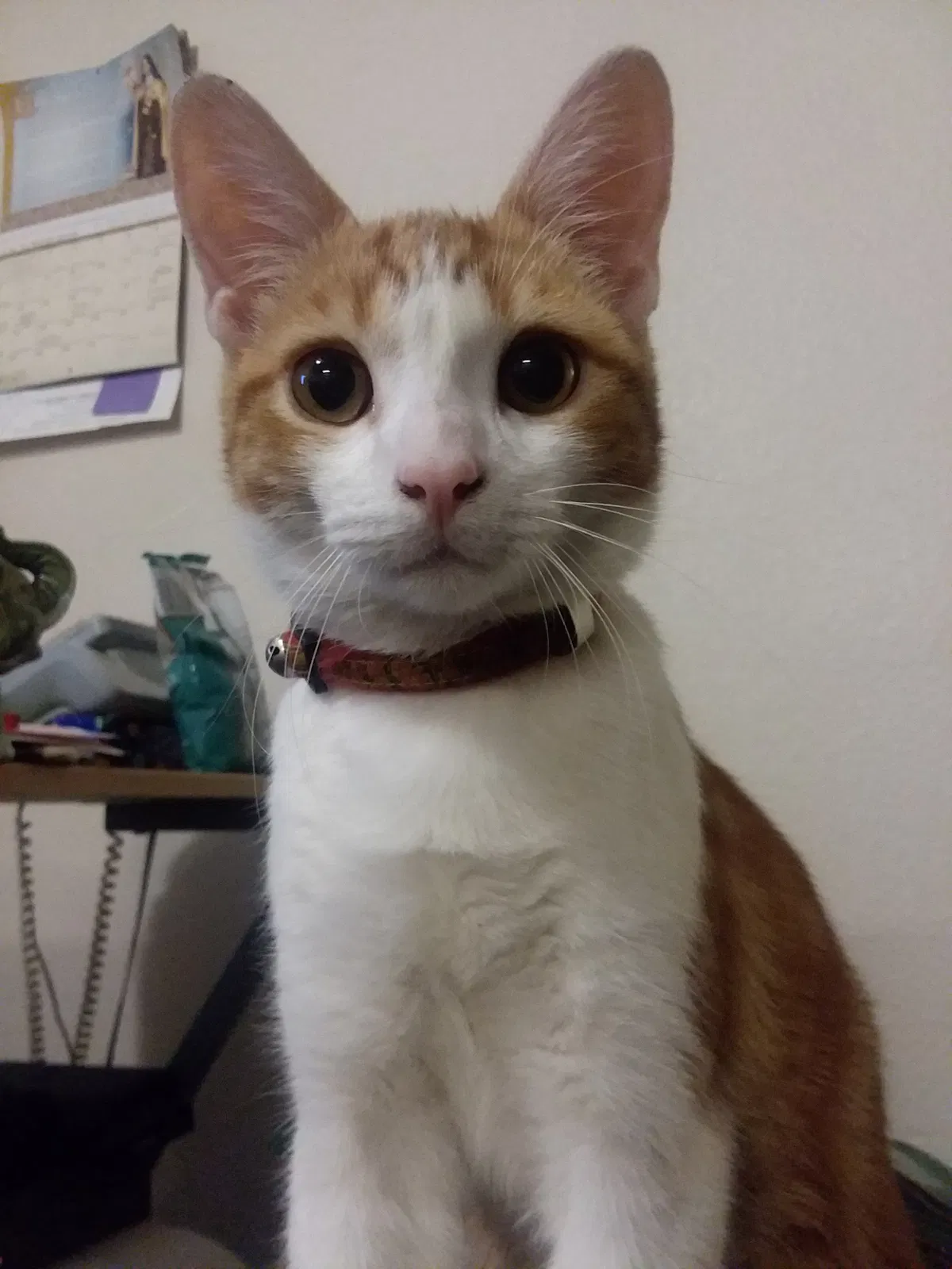 Lost cat in Garden Grove, CA, 92843