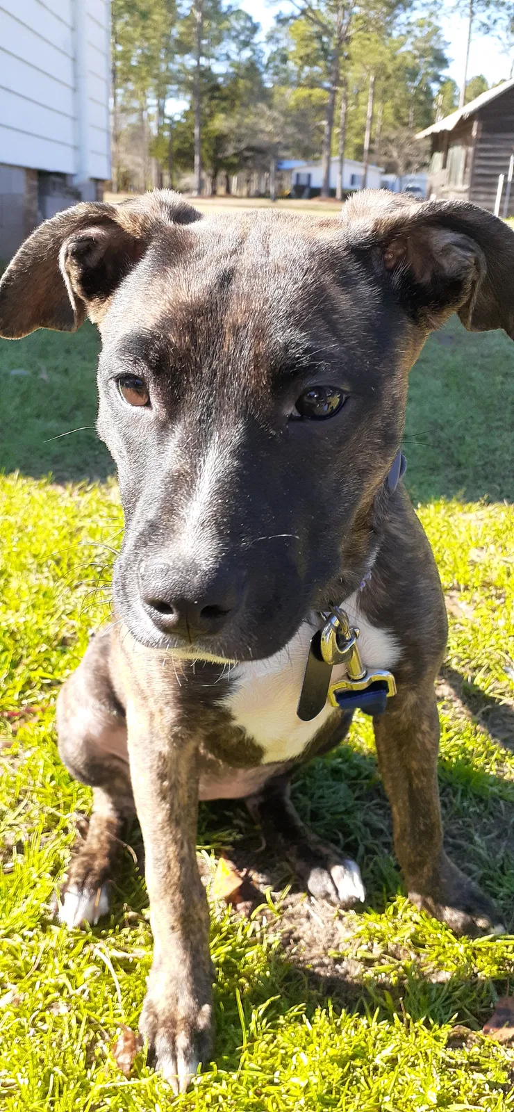 Lost dog in Springfield, GA, 31329
