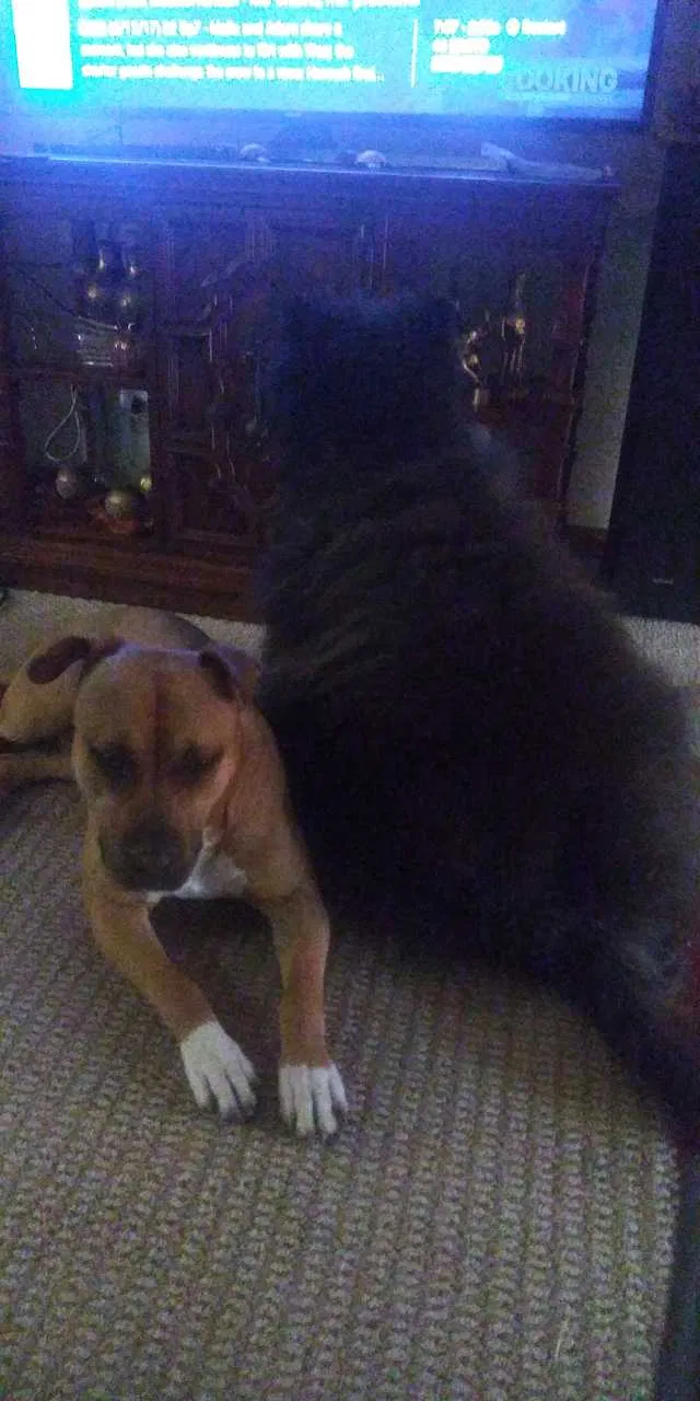 Lost dog in Chicago, IL, 60617