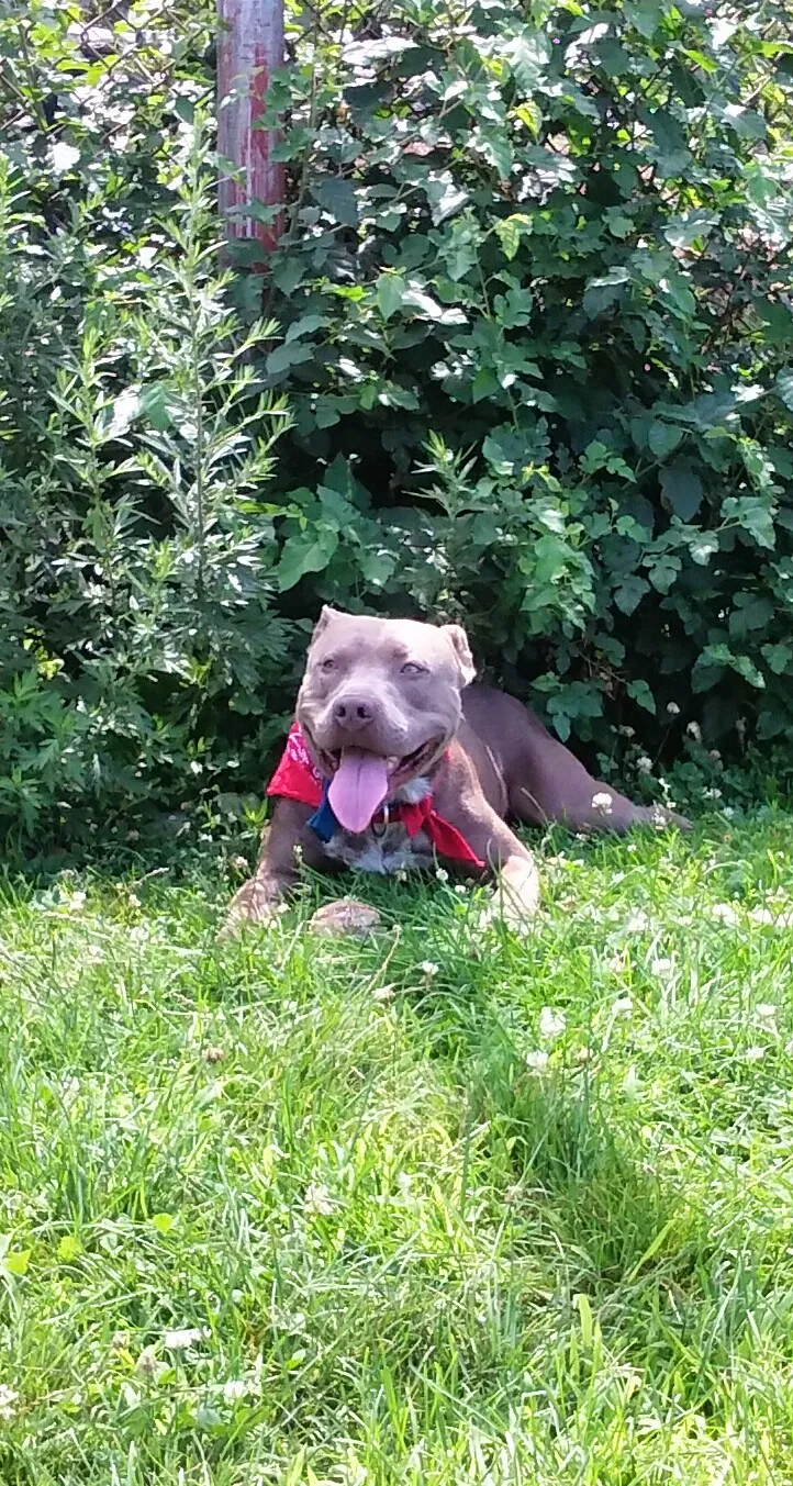 Lost dog in Bronx, NY, 10461