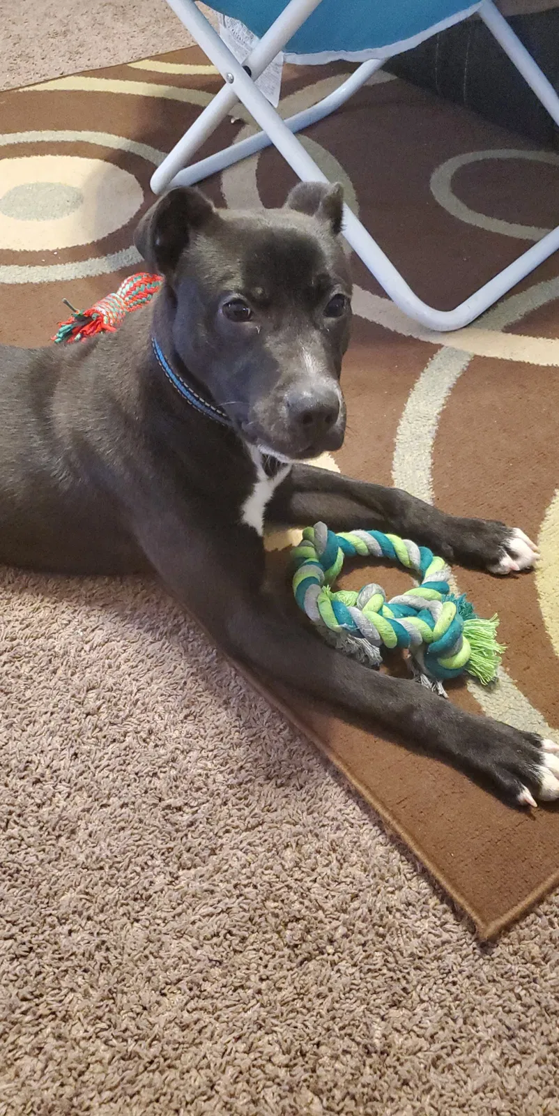 Lost dog in Akron, OH, 44301