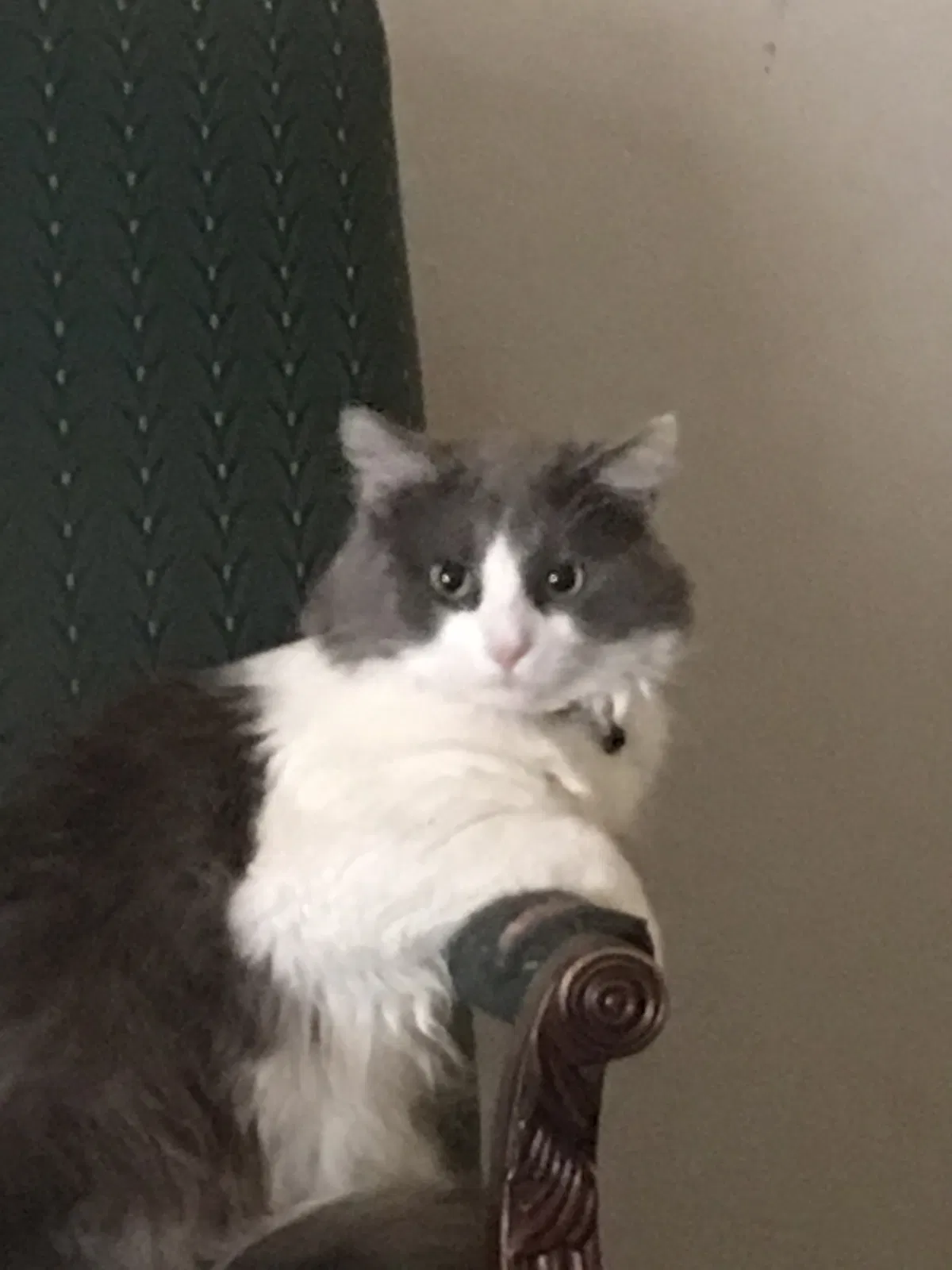 Lost cat in Hickory, NC, 28602