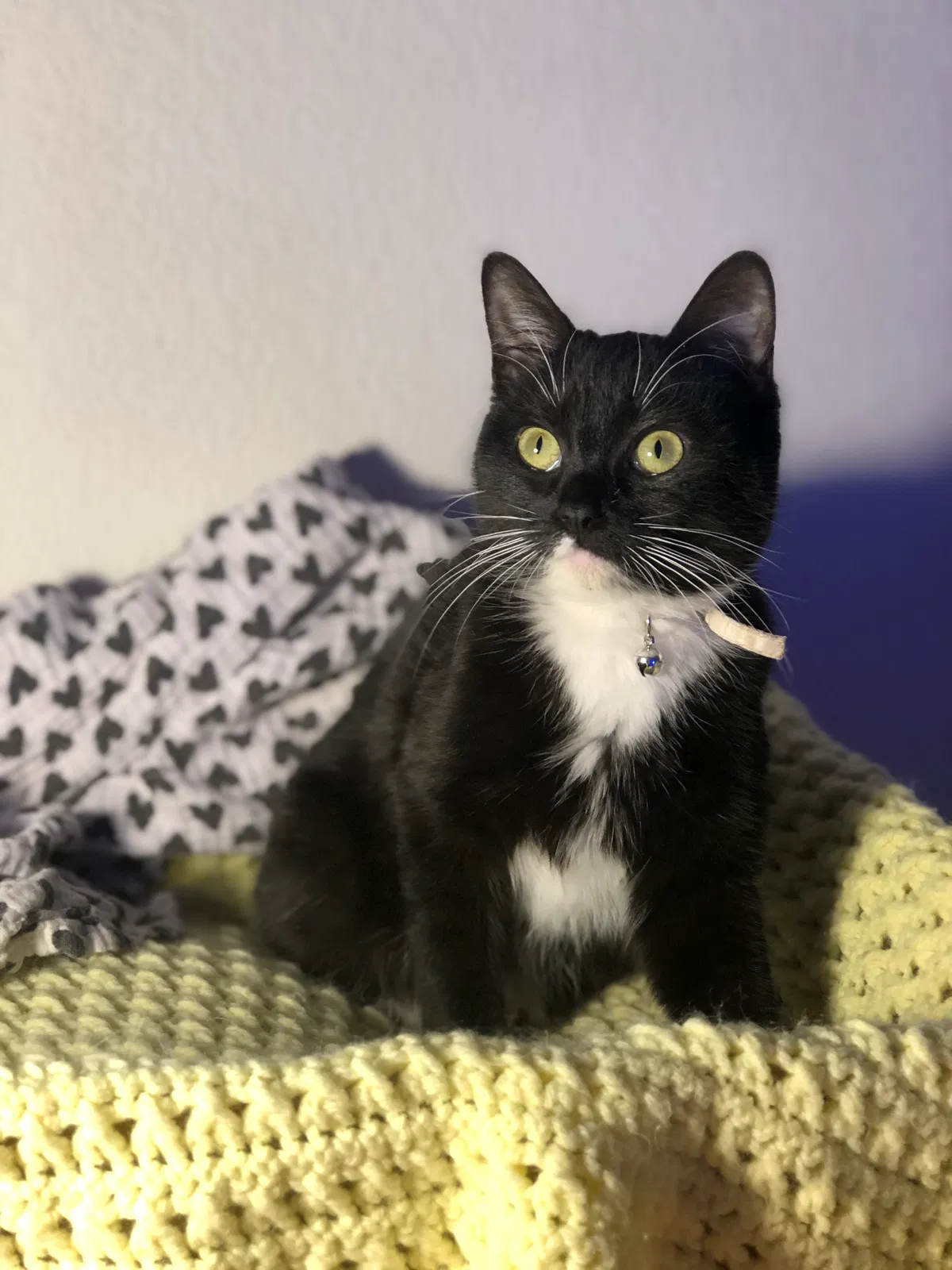 Lost cat in Manteca, CA, 95337