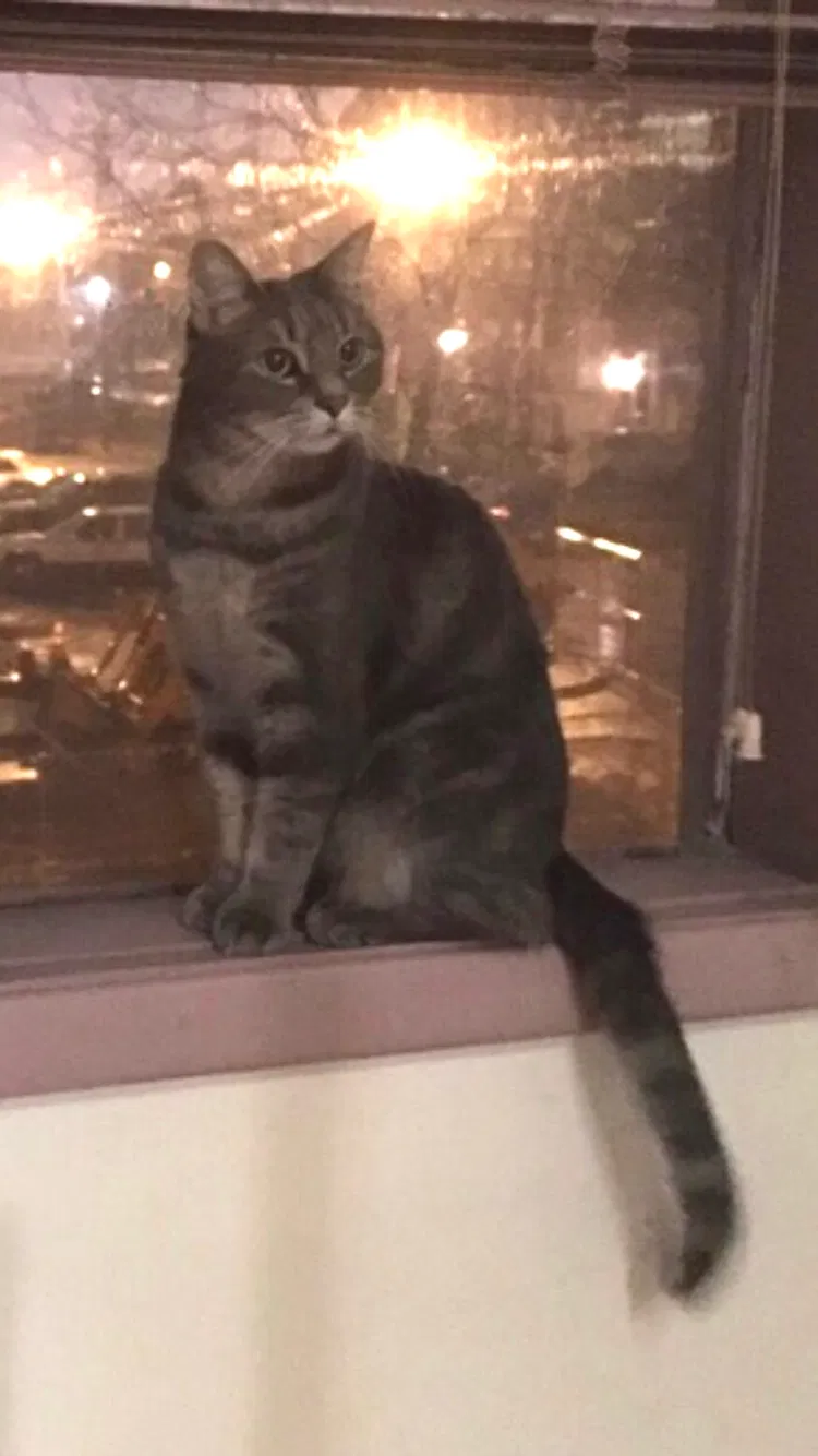 Lost cat in Philadelphia, PA, 19123