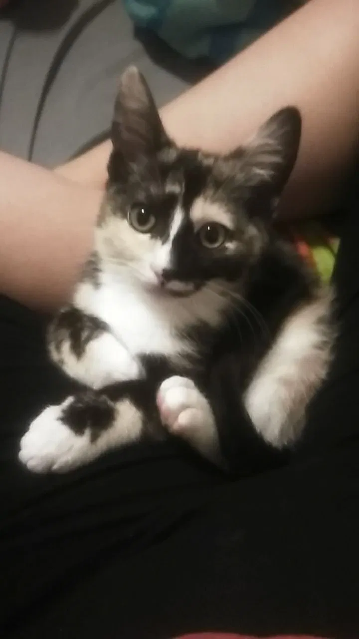 Lost cat in Seattle, WA, 98146