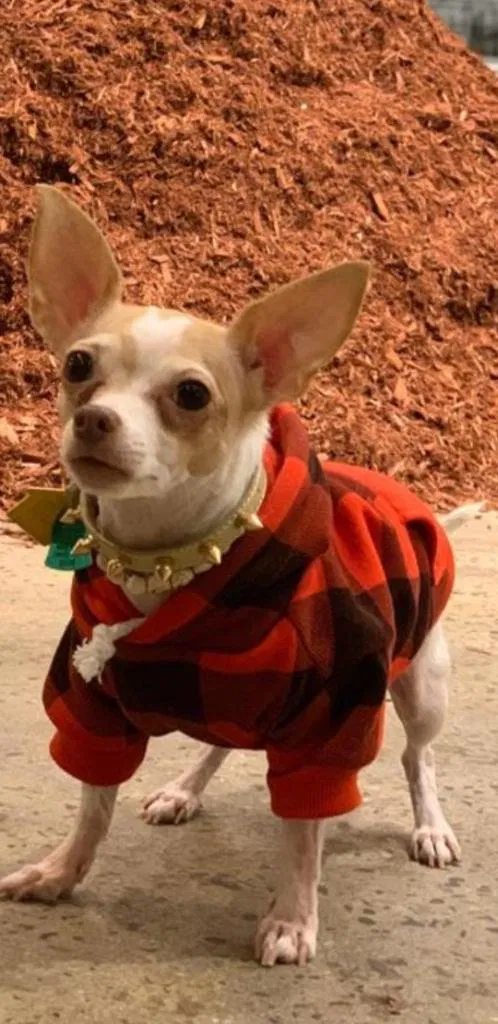 Lost dog in Brooklyn, NY, 11211