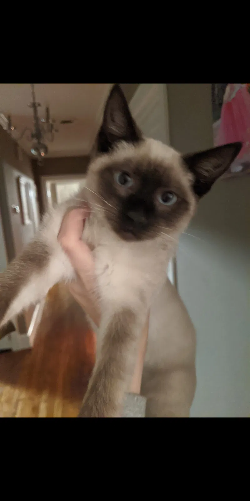 Lost cat in Spartanburg, SC, 29307