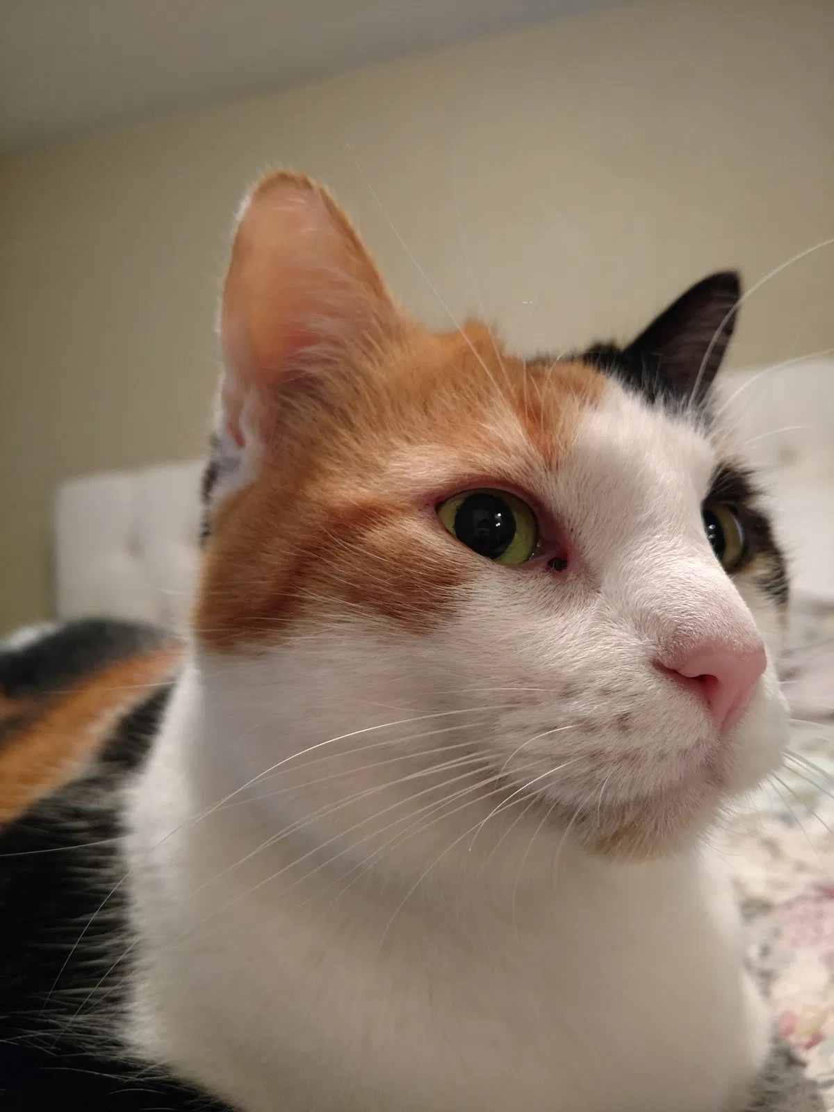Lost cat in Sacramento, CA, 95824
