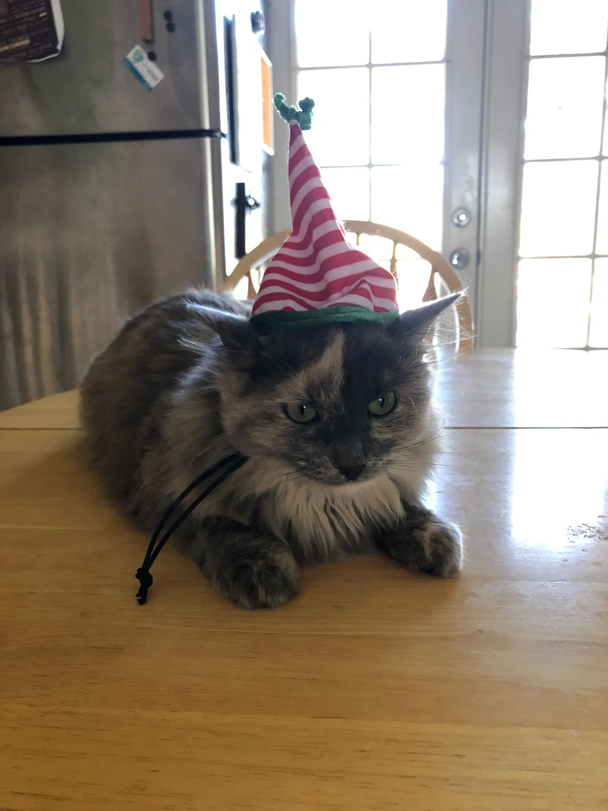 Lost cat in Louisville, CO, 80027