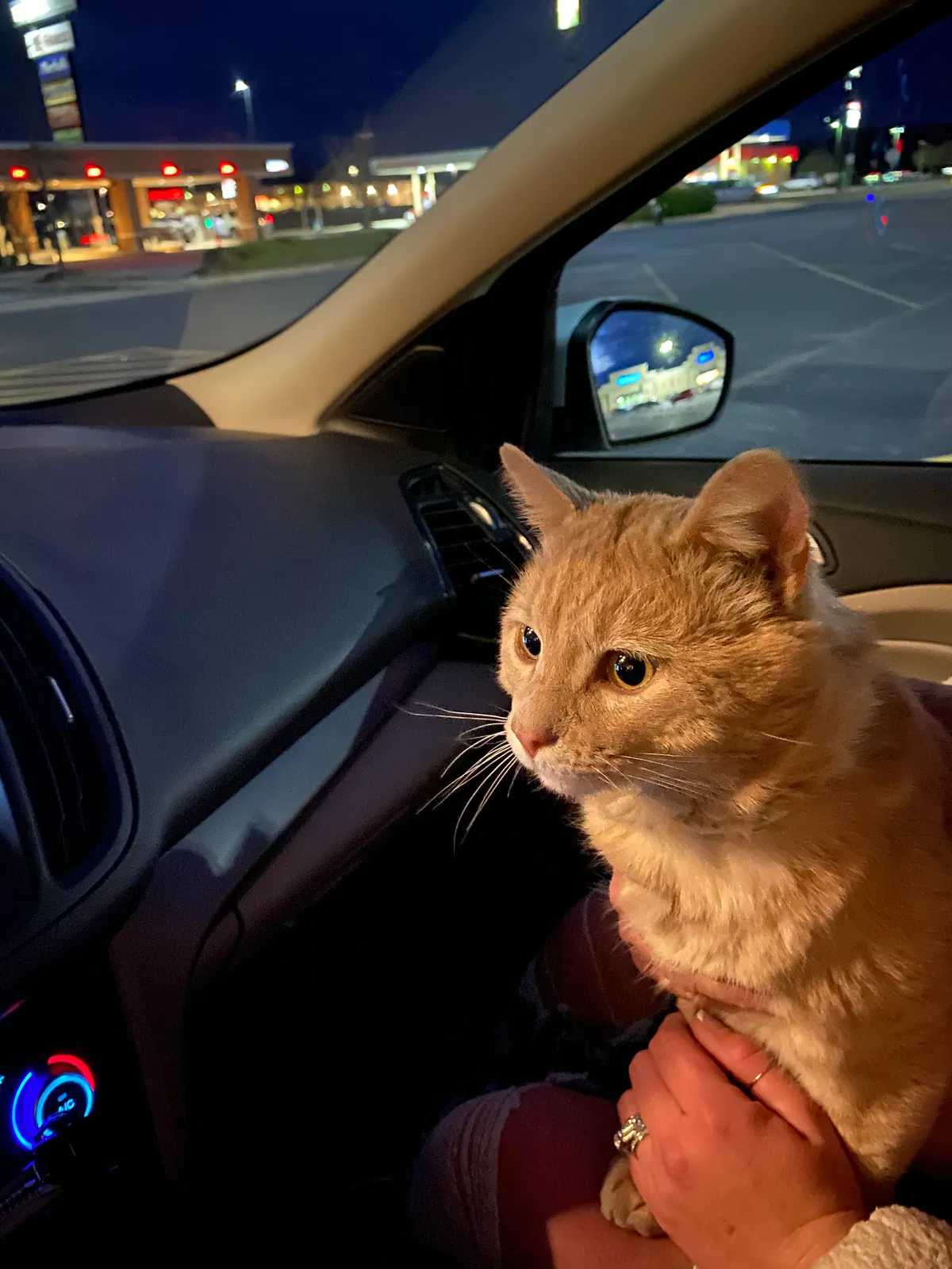Lost cat in Cabot, AR, 72023