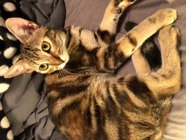 Lost cat in Vista, CA, 92084
