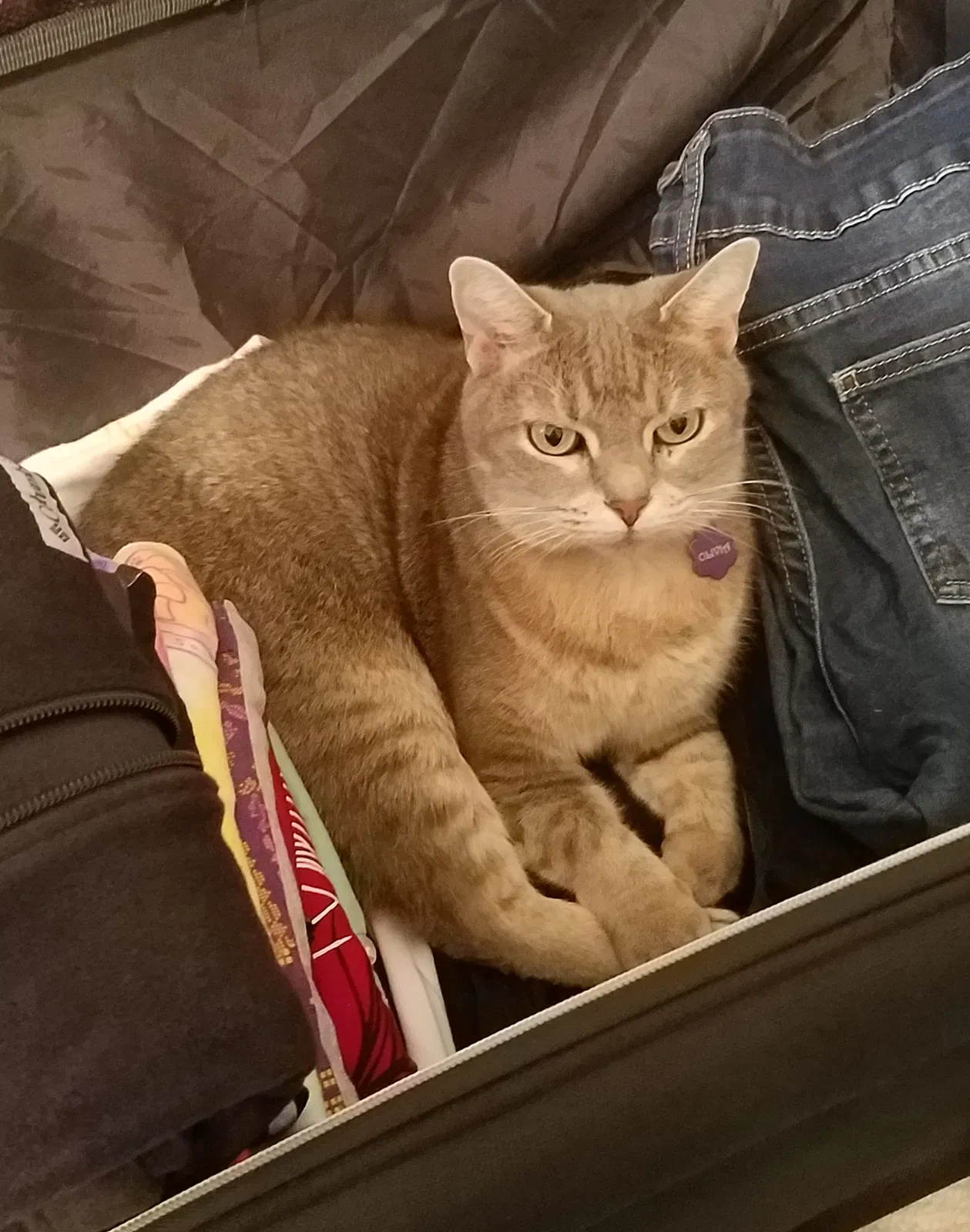 Lost cat in Rockledge, FL, 32955