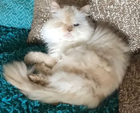 Lost cat in San Diego, CA, 92106