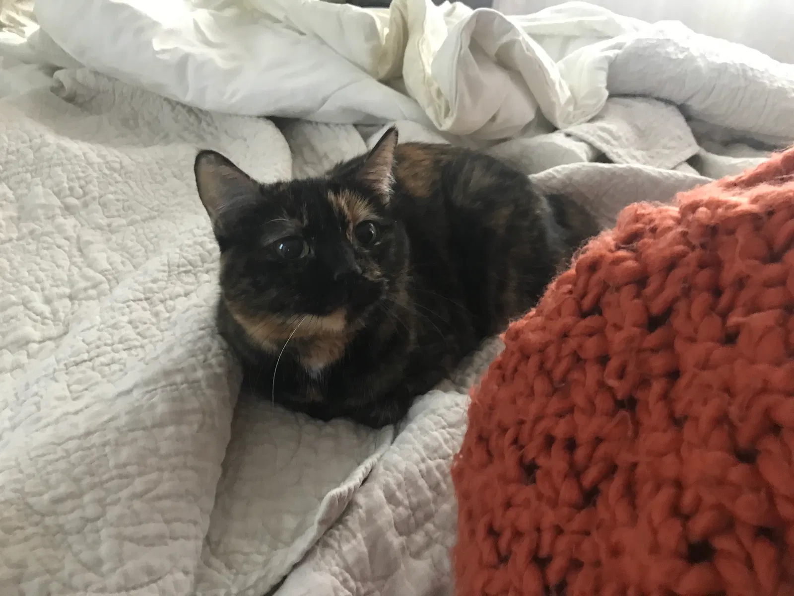 Lost cat in Burke, VA, 22015