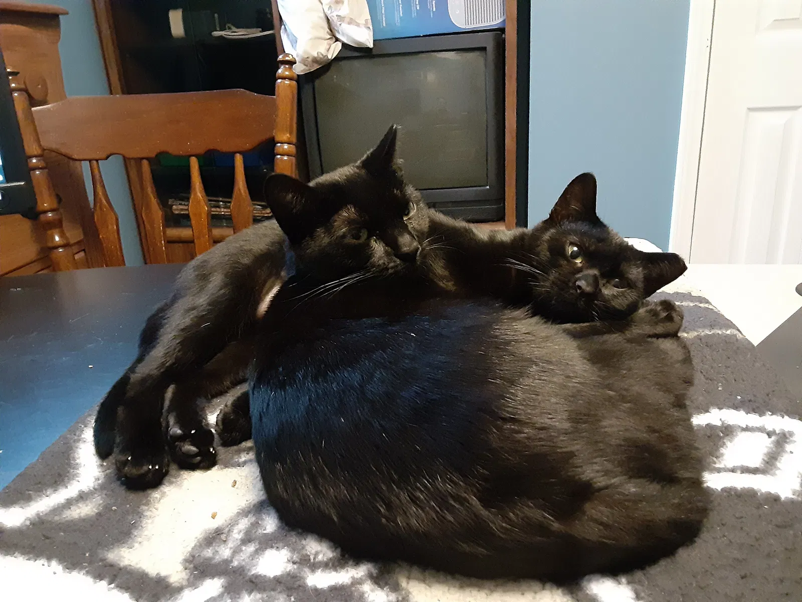 Lost cat in North Versailles, PA, 15137