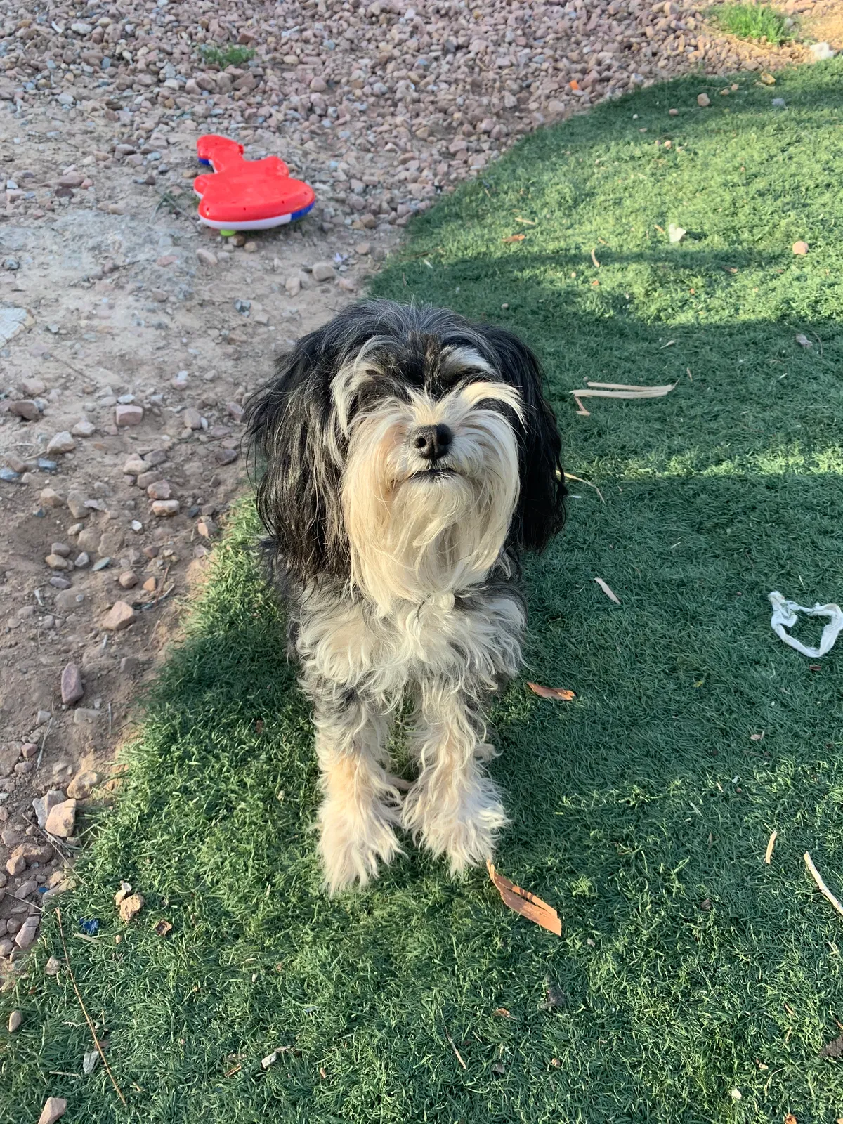 Lost dog in North Las Vegas, NV, 89030