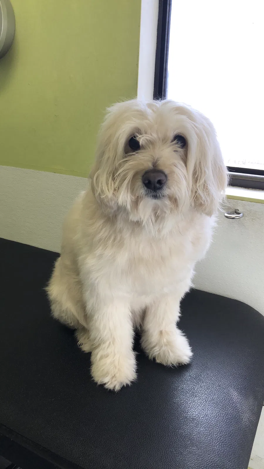Lost dog in Hawthorne, CA, 90250