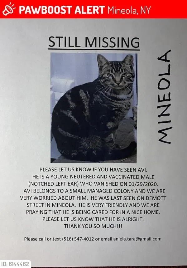 Lost cat in Mineola, NY, 11501