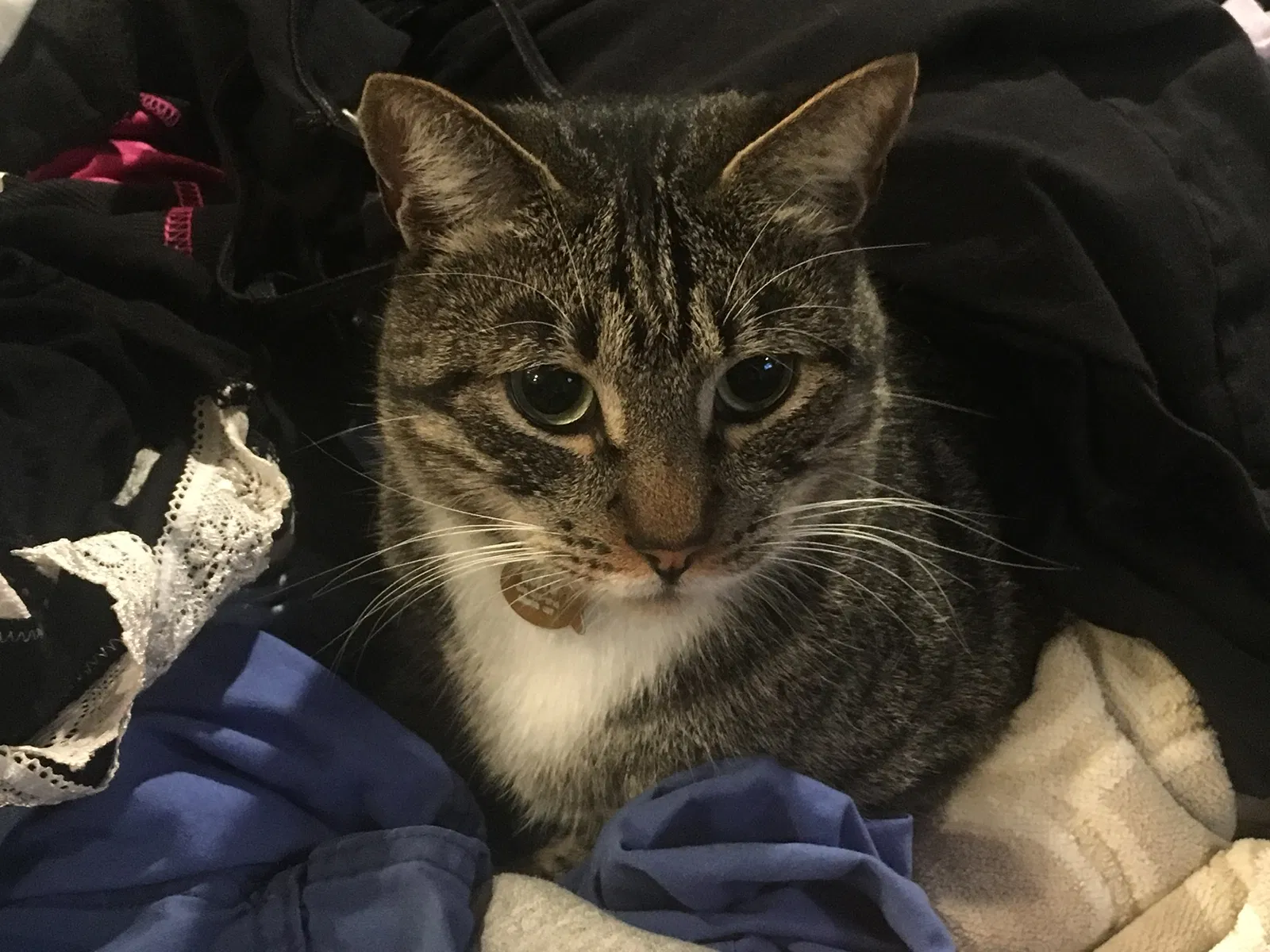 Lost cat in San Diego, CA, 92116