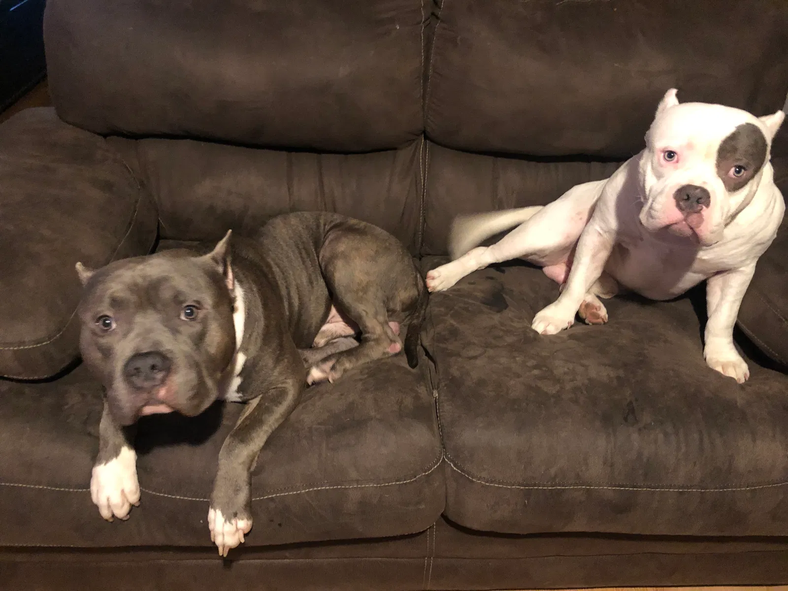 Lost dog in Katy, TX, 77449