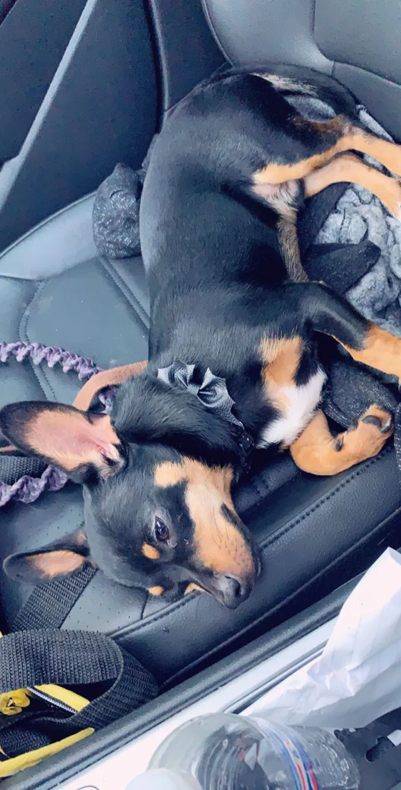Lost dog in Mesa, AZ, 85210