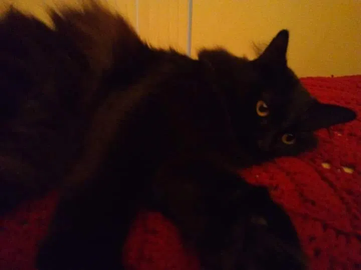 Lost cat in Escondido, CA, 92025
